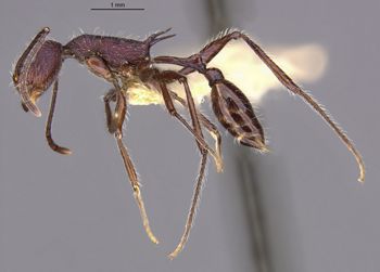 Media type: image;   Entomology 21007 Aspect: hala
